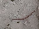 Rattle Snake