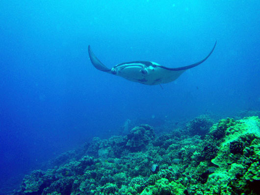 Big Island Diving Manta
