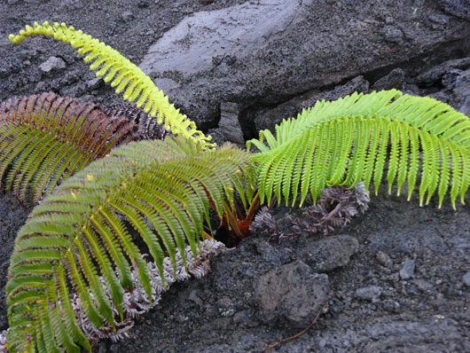 Big Island Volcano Iki Trail
