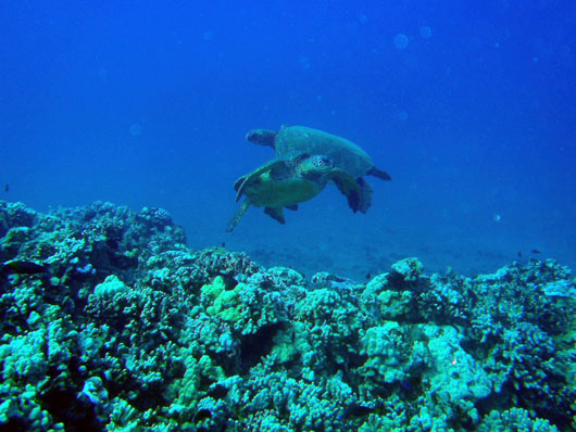 Maui Diving Sea Turtles
