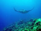 Big Island Diving Manta