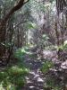 Big Island Volcano Trail to Naupa Crater