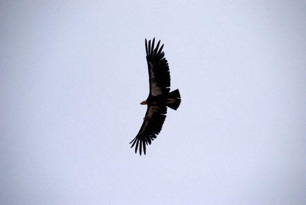 DSC_0801.JPG
