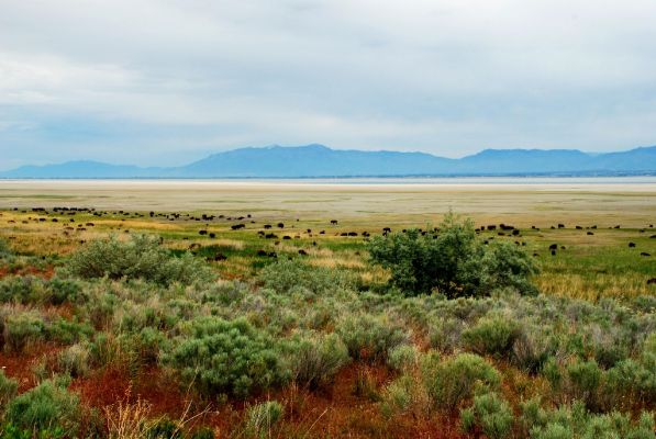 DSC_0949.JPG