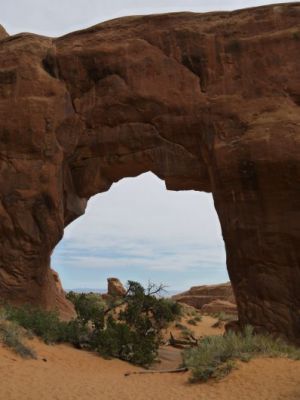 pine_tree_arch1.JPG