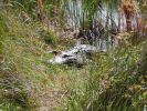 Alligator_guckt_frech