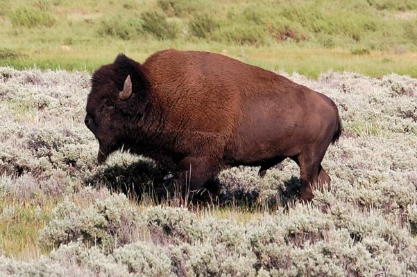 Bison
Schlüsselwörter: Bison Yellowstone 