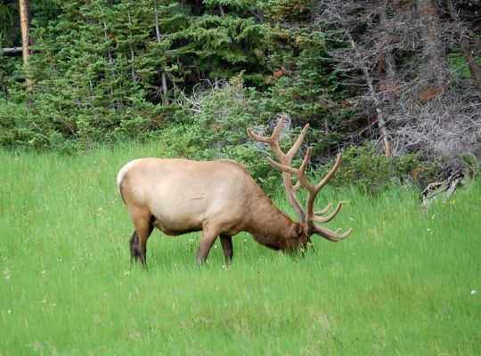 mächtiges Geweih
Schlüsselwörter: Yellowstone Elk Geweih