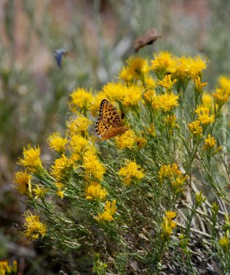 kleine Tiere Yellowstone
Schlüsselwörter: Yellowstone Nationalpark Schmetterling