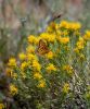 kleine Tiere Yellowstone