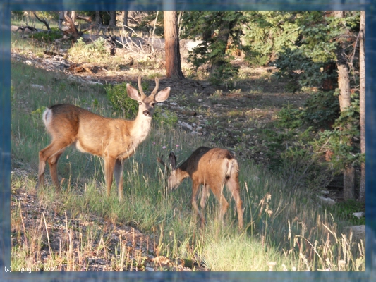 Bryce Canyon Mule Deer
