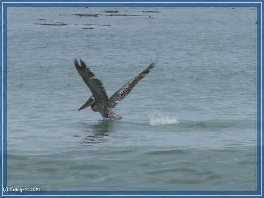 Pelican
