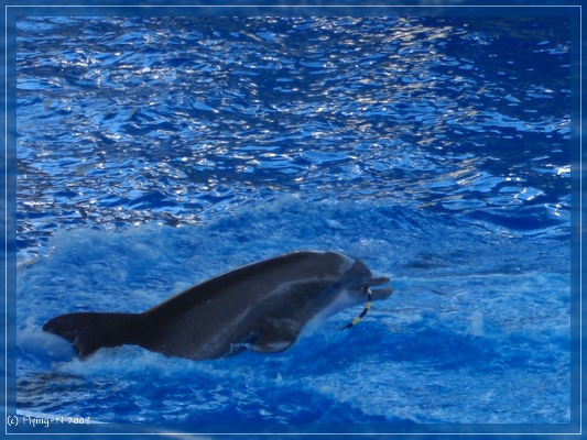 Delfin-Show
