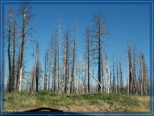 Kaibab National Forest
