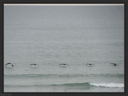 Carolina Beach
