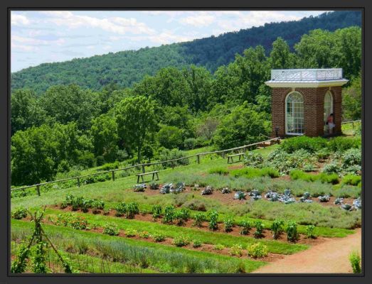 Monticello Gemüsegarten
