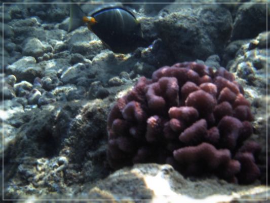 Hanauma Bay
