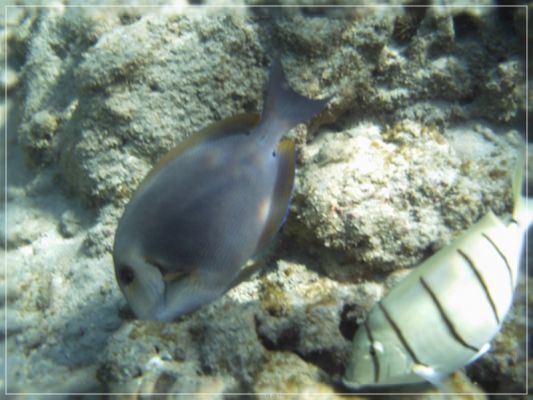 Hanauma Bay
