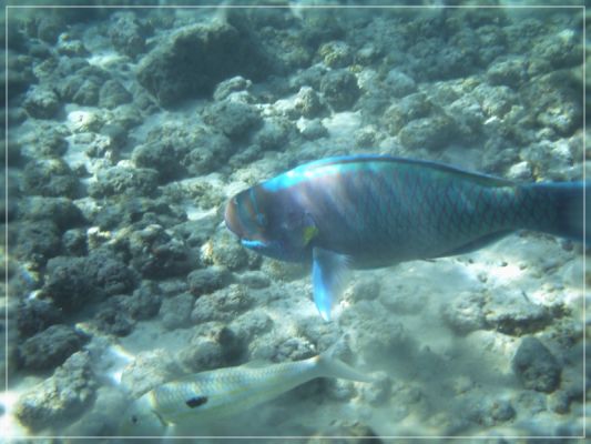 Hanauma Bay 
