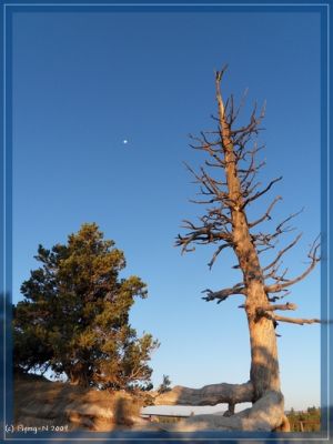 Mond am Bryce Canyon
