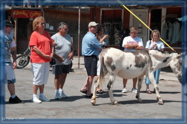 Oatman Burro
