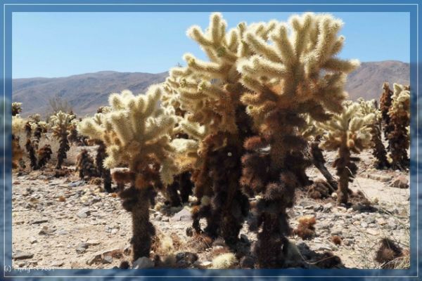Cholla Cactus Garden
