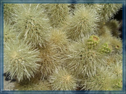 Cholla Cactus
