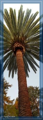 Hausbaum in Hollywood
