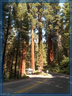 Sequoia NP
