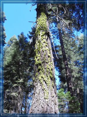 Baum mit Moos-Muster
