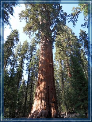 General Sherman
