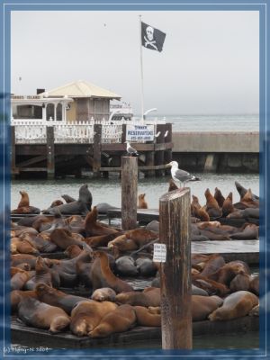 Pier39

