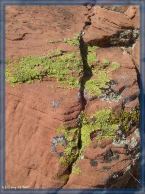 Valley of Fire
Flechten
