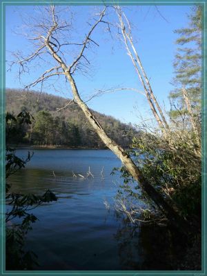 Vogel State Park
