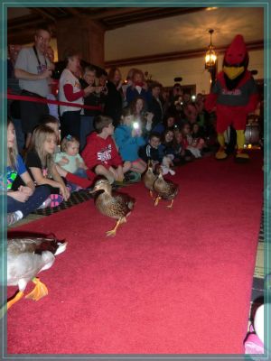 Memphis Peabody Duck March
