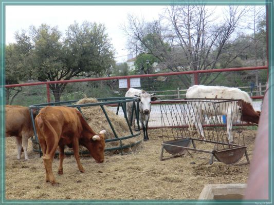 Fort Worth Stockyards
