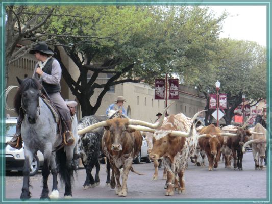 Fort Worth Stockyards
