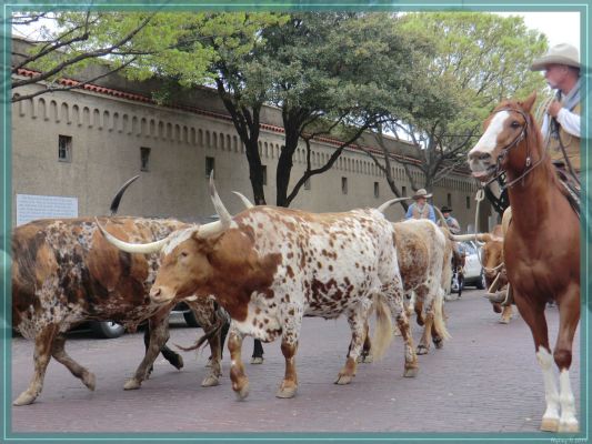 Fort Worth Stockyards
