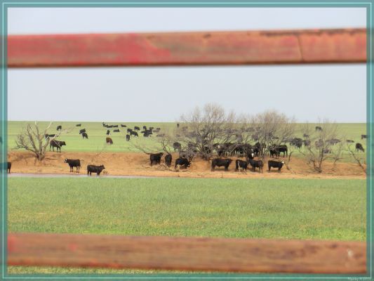 Texas
