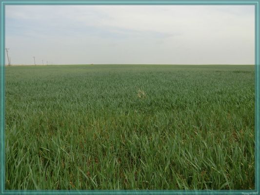 Texas

