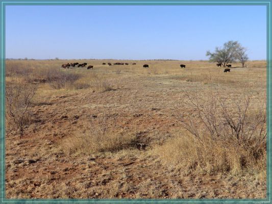 Texas Caprock Canyons State Park
