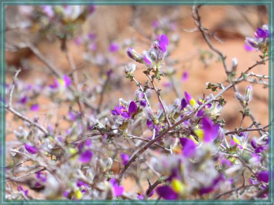 Texas Caprock Canyons State Park
