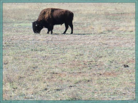 Texas Caprock Canyons State Park
