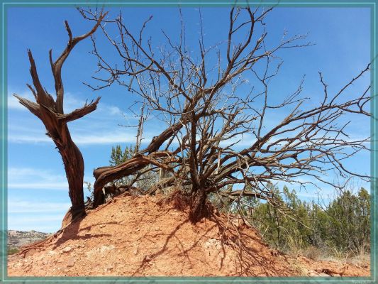 Texas Palo Duro Canyon State Park
