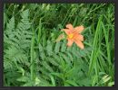 Flora