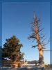 Mond am Bryce Canyon