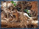 Chipmunk am Tropic Trail