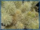 Cholla Cactus