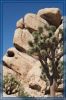 Joshua Tree & Rocks