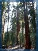 General Sherman Trail